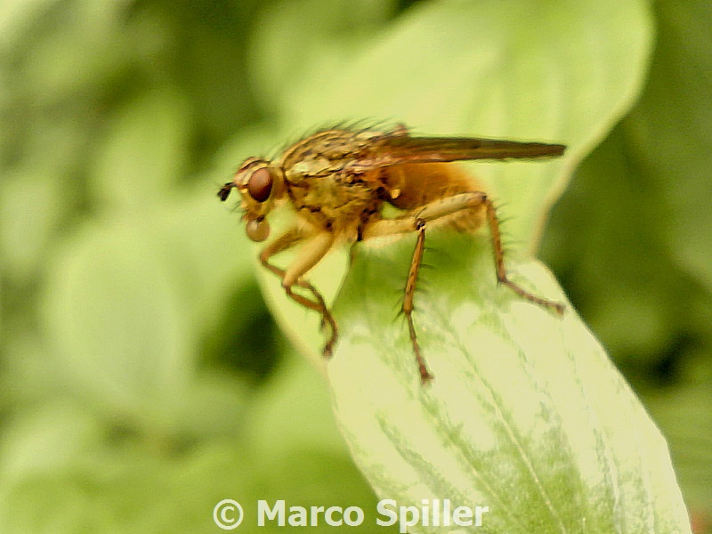 Grosso dittero: Scathophaga stercoraria